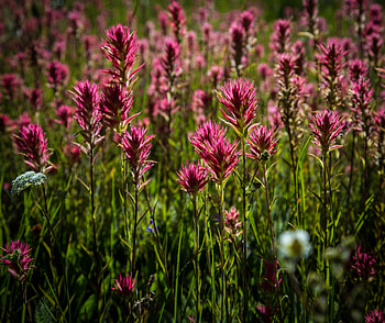Flowers, Summer, Plant, Field HD wallpaper