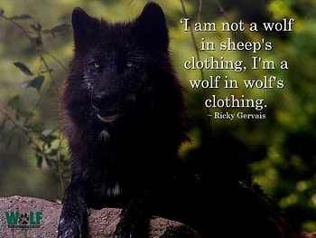 wolf wisdom, white, timber, saying, black, wolves, , wolf, canislupus, howling, wolf art, wisdom HD wallpaper