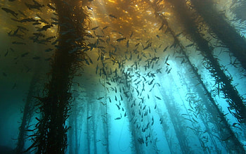 Under water, under, fish, water, ocean HD wallpaper