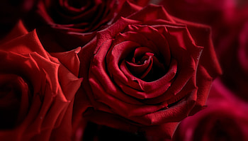 ❤️, Flowers, Roses, Pretty, Red HD wallpaper