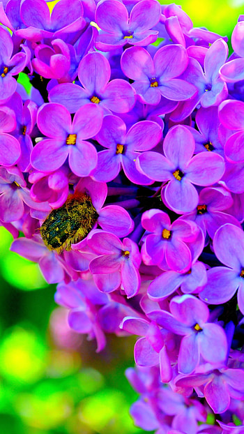 Flower, Lilac Flower HD phone wallpaper