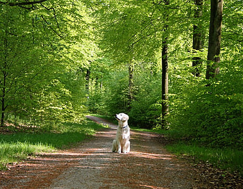 Doggie in the Forest, dog, trees, trail, forest HD wallpaper