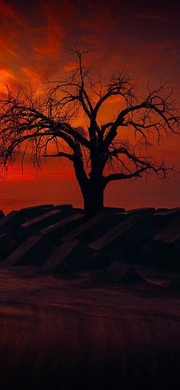 Lonely tree , Serene beauty, Tranquil scenery, Captivating landscape HD phone wallpaper