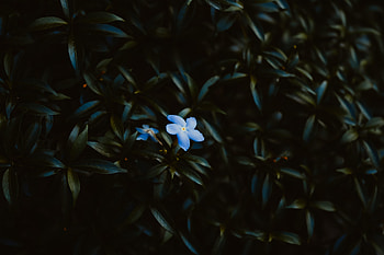 Flowers, Leaves, Plant, Petals, Bloom, Flowering HD wallpaper