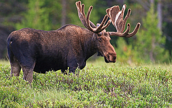 Elk (Animals), Majestic creatures, Forest habitat, Antlered beauty HD wallpaper