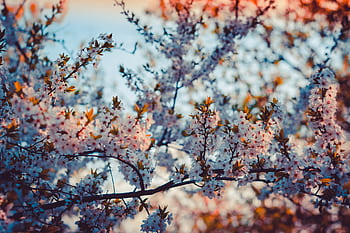 A close-up of cherry blossoms in full bloom during a sunny spring day. HD wallpaper