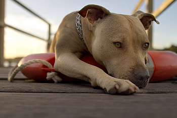 Animals, To Lie Down, Lie, Dog, Muzzle, Relaxation, Rest HD wallpaper