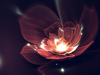 Abstract Flower, , cool, abstract, flower HD wallpaper