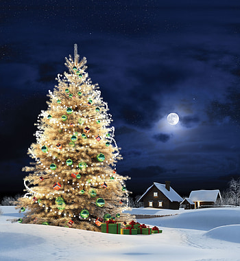 Landscape, Holidays, Winter, Trees, New Year, Fir-Trees, Christmas, Xmas HD phone wallpaper