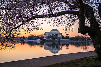 Cherry Blossoms @ Sunset, path, marble, grass, cityscape, orange, tree, reflections, pink, green, yellow, blossoms, branches, elegance, water, sunset, silhouette HD wallpaper