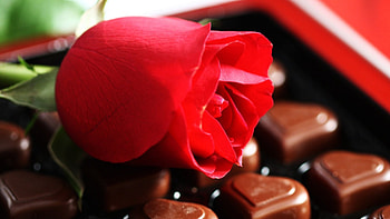 Still Life, hearts, rose, chocolate, red HD wallpaper