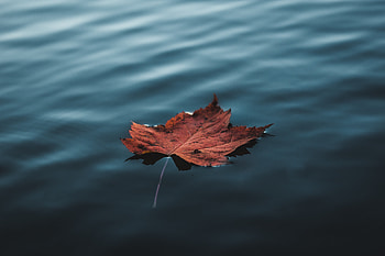Orange Autumn Leaf Floating On Water, leaf, water, nature, autumn, graphy HD wallpaper