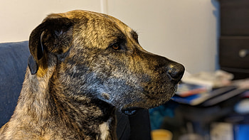Brindle, Great Danes HD wallpaper