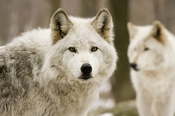 Animals, Wolfs, Predators, Forest, Hunting, Hunt HD wallpaper