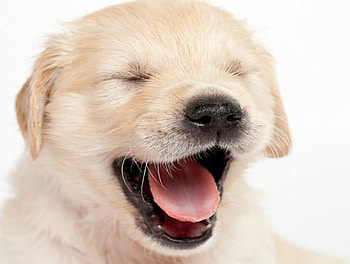 Dog, sweet, pay, dogs, puppies, cute, beautiful, beauty, playful, playful dog, puppy, dog face, pretty, animals, face, bubbles, lovely HD wallpaper