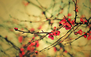 Flowers, Plant, Macro, Branch HD wallpaper