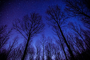 Evening Stars Trees , trees, evening, stars, nature HD wallpaper
