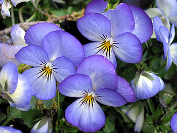 Pansy, nature, violet, flower HD wallpaper