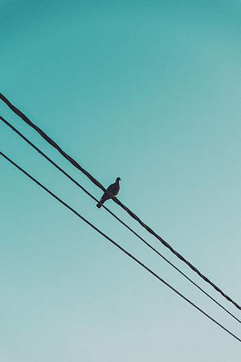Animals, Sky, Dove, Wires, Wire HD phone wallpaper