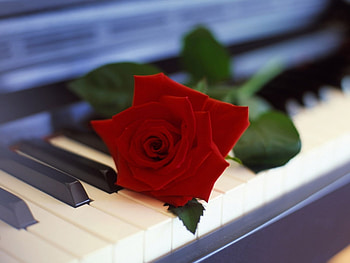 Plants, Flowers, Roses HD wallpaper