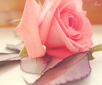 Special like... you;), rose, pink, soul, color, young, soft, beautiful HD wallpaper