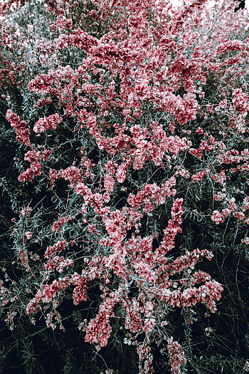 Flowers, Pink, Bush, Plant, Bloom, Flowering HD phone wallpaper