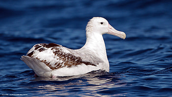 Wandering albatross, Grace in movement, Ethereal bird, Pristine white plumage HD wallpaper
