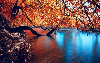 Landscape, Rivers, Trees, Autumn HD wallpaper