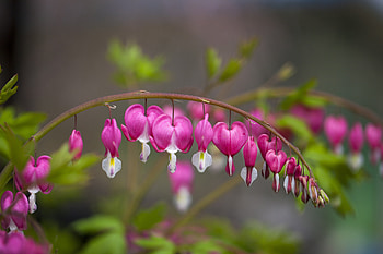 Bloom, flowers, bleeding heart HD wallpaper