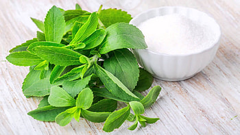 Stevia, Consultancy, Engineering industry, Vignesh international HD wallpaper