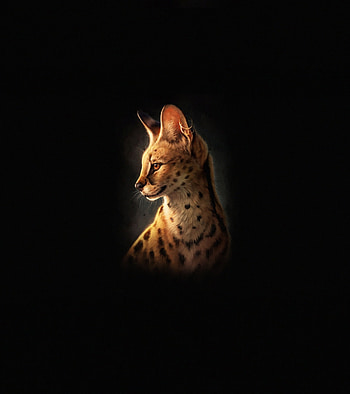 Cat, animal, wild animal, art HD phone wallpaper