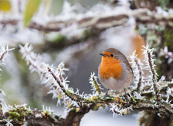 Robin bird graphy, Artistic sketches, Feathered friend, Animal kingdom HD wallpaper