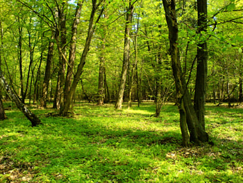 Wonderful nature, forests, nature, green, graphy, trees, grass HD wallpaper