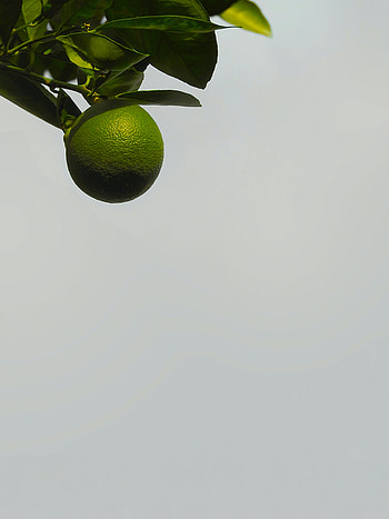 Nature, Plant, Wood, Tree, Fruit, Citrus, Fetus HD phone wallpaper