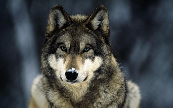Animals, Dogs HD wallpaper