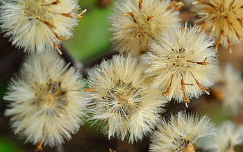 Flowers, Dandelions, Macro, Light, Light Coloured, Fluff, Fuzz HD wallpaper