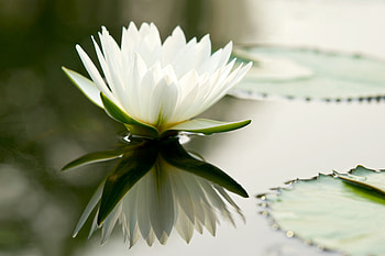 White Lily, Water, Pond, Flower, Lily HD wallpaper