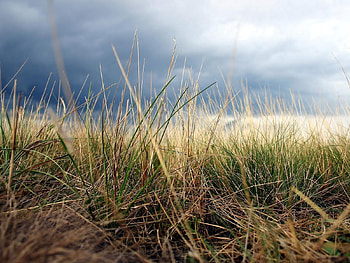 Nature, Grass, Autumn, Macro, Land, Earth HD wallpaper