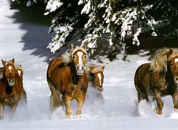 snow horse ride!, horses, run, snow, race HD wallpaper