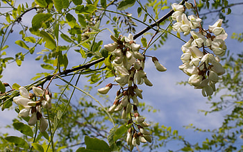 Black locust blossoms, Nature's charm, Captivating , Floral beauty HD wallpaper