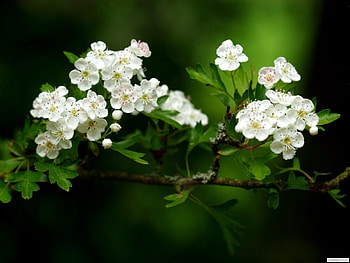Plants, Flowers HD wallpaper