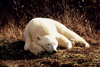 Animals, Grass, To Lie Down, Lie, Dream, Sleep, Polar Bear HD wallpaper
