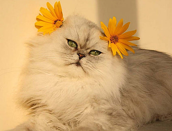 cute kitten, kitten, cute, flowers, fluffy animal HD wallpaper