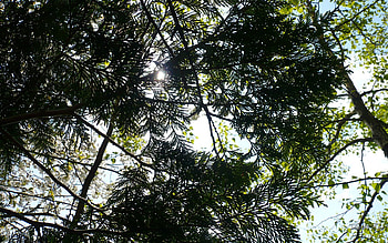 Sun Shining Through Cedar, washington, trees, cedar, , sun HD wallpaper