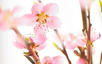 Plants, Flowers HD wallpaper