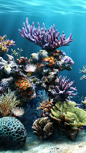 Coral reef , Top , Coral reef backgrounds HD phone wallpaper