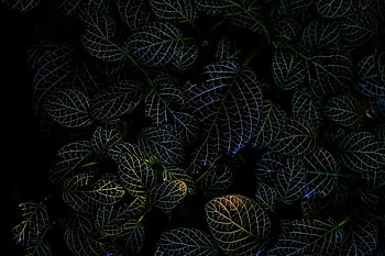 Leaves, Plant, Macro, Dark, Veins HD wallpaper