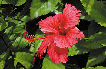 Flowers, Leaves, Branches, Bloom, Flowering, Greens, Hibiscus HD wallpaper