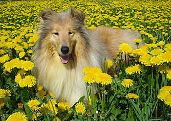 Animals, Flowers, Dog, Field, Squint, Blink, Collie HD wallpaper