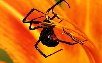 Macro, Petals, Insect, Spider, Climb HD wallpaper